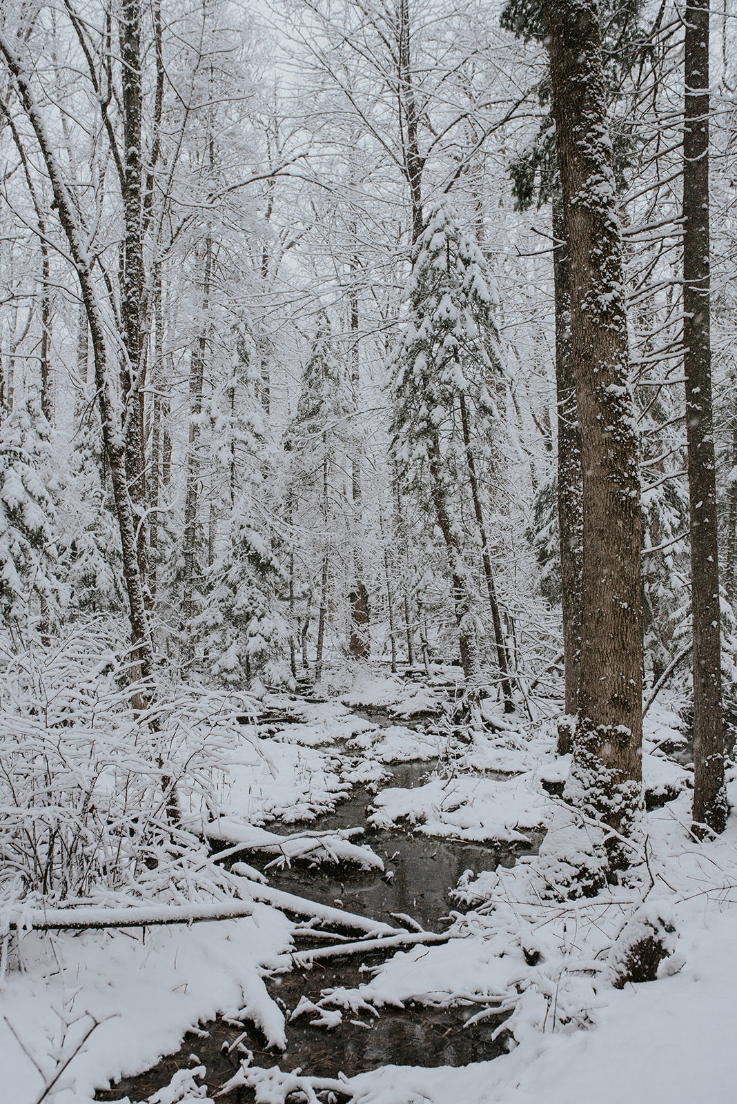 3-Day Algonquin Highlands Wellness Retreat || March 18-20, 2025