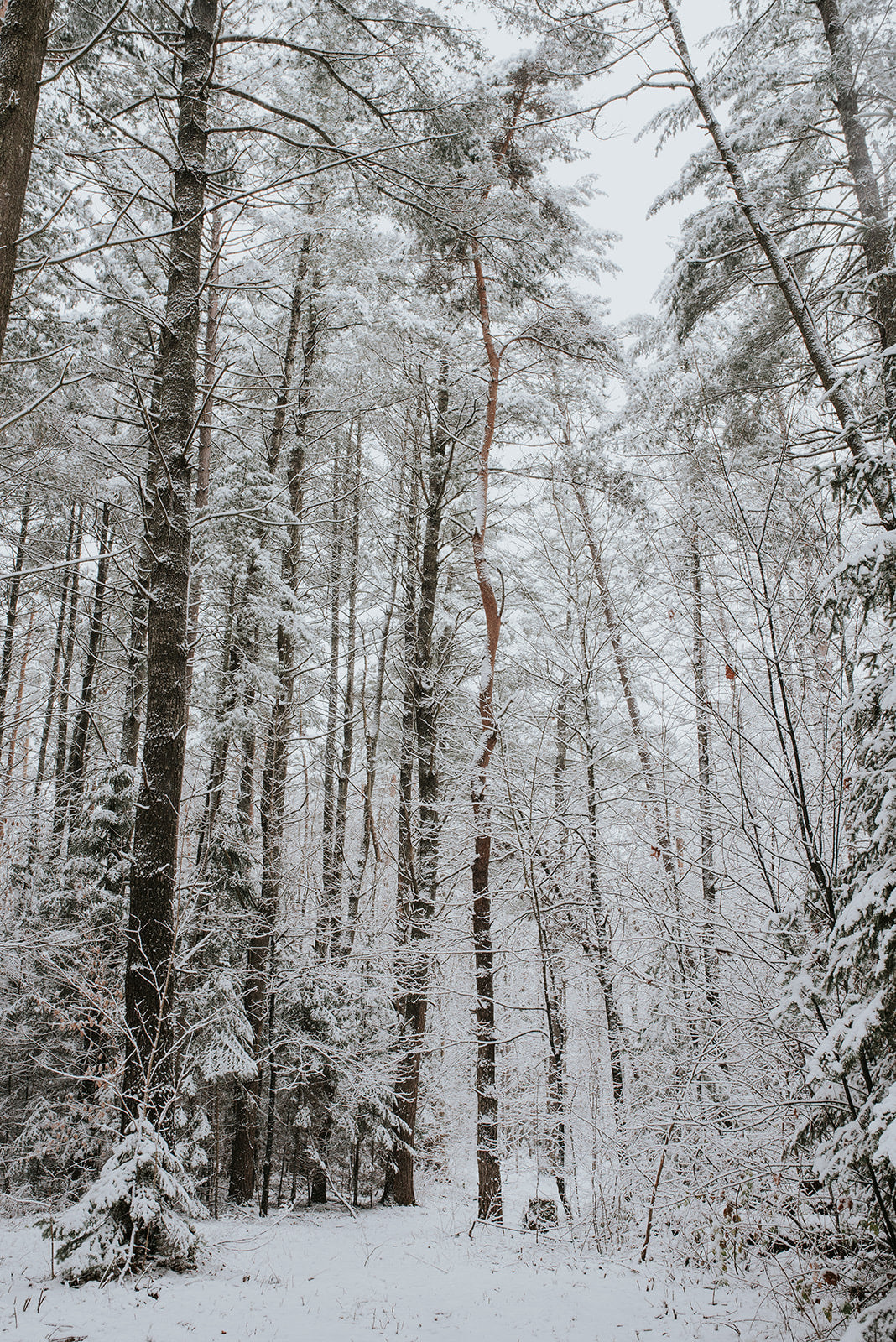 3-Day Algonquin Highlands Wellness Retreat || March 18-20, 2025